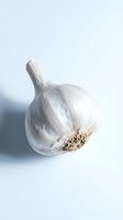 Fresh whole garlic bulb with papery white skin and dried roots on clean white background for culinary and cooking projects.