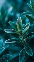 Close-up of sage plant with silvery green leaves showing detailed texture and natural patterns in soft focus botanical background for herbal and wellness designs.