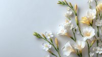 Delicate white freesia flowers with green stems arranged on light gray background, creating elegant minimalist floral composition.