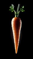 Fresh orange carrot with water drops and green leaves isolated on black background, dramatic lighting creates contrast between vegetable and dark backdrop.