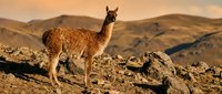 Brown llama standing on rocky mountain terrain during golden hour sunset with desert landscape and rolling hills in background.