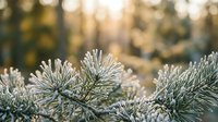 Frost-covered pine needles with sparkling ice crystals in golden morning sunlight creating winter nature background for seasonal holiday designs.