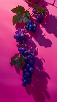 Fresh purple grape cluster with green leaves casting dramatic shadows on vibrant pink background. Creative food photography with bold color contrast.