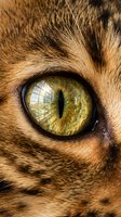 Close-up of a feline eye with golden-yellow iris and vertical pupil, surrounded by brown tabby fur. Suitable for wildlife, animal behavior, and veterinary educational content.