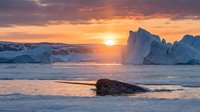 Seal resting on arctic beach at golden hour sunrise with massive icebergs and frozen landscape in background, suitable for nature and wildlife editorial use.