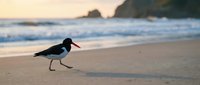 Oystercatcher bird walking on sandy beach at sunset with ocean waves and coastal cliffs in background creating peaceful seascape scene.