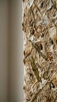 Green lizard camouflaged on textured tree bark surface in natural outdoor environment for wildlife and nature photography projects.