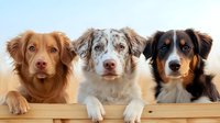 Three dogs of different breeds and coat colors resting their paws on wooden fence, gazing forward against clear sky backdrop. Suitable for pet care, veterinary, adoption, and animal-related marketing materials.