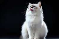 Majestic white cat with blue eyes sitting upright against dark background, showcasing elegant pose and fluffy fur. Professional pet portrait highlighting feline beauty.