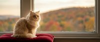 Fluffy orange tabby cat sitting on red cushion by window overlooking autumn mountain landscape with colorful fall foliage during golden hour sunset.