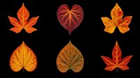 Autumn leaves collection isolated on transparent background, ready for t-shirt design, clipart, stickers, sublimation and print-on-demand projects.