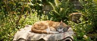 Orange tabby cat sleeping peacefully on stone surface in lush garden setting with ferns and greenery creating serene outdoor pet relaxation scene.
