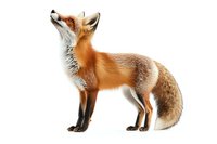 Red fox with alert posture looking upward against white background, isolated wildlife illustration for nature publications and educational materials.
