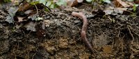 Earthworm emerging from rich organic soil among fallen autumn leaves in natural forest floor ecosystem for gardening and composting concepts.