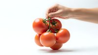 Hand holding fresh red tomatoes on vine against white background for healthy cooking and organic food concepts.