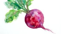Vibrant watercolor beet with green leafy tops and root, rendered in rich magenta and pink tones against white background for culinary and food design projects.