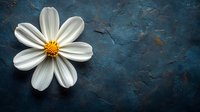 Single white cosmos flower with yellow center against dark textured blue background, creating dramatic contrast for greeting cards and artistic compositions.