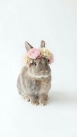 Adorable gray bunny rabbit wearing pink and cream flower crown on white background, isolated for Easter spring holiday designs and greeting cards.