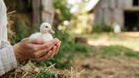 Young white duckling resting in cupped hands of farmer in rural garden setting, symbolizing care, agriculture, and sustainable farming practices.