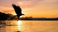 Eagle taking off from water at golden sunrise, wings spread wide against warm sky and distant mountains, wildlife nature scene.
