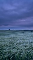Dramatic twilight sky over rolling wheat field with distant farm buildings creating moody agricultural landscape for rural farming and countryside concepts.