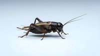 Closeup of brown cricket insect with long antennae isolated on white background, suitable for educational materials, nature illustrations, and pest control design projects.