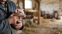 Farmer holding young piglet in rustic barn setting, agricultural livestock care and animal husbandry concept for farming industry.