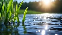Fresh green reeds growing through calm water surface with sunlight reflections creating bokeh effect, nature macro photography at golden hour.