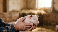 Young piglet held in farmer's hands in rustic barn setting, showcasing livestock care and agricultural practices for farming, agriculture, and rural business content.