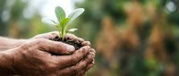 Male hands holding young seedling with soil, representing environmental conservation, sustainable growth, and eco-friendly gardening practices for nature-based projects.
