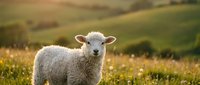 Young white lamb standing in wildflower meadow with rolling hills in soft sunlight, suitable for agriculture, farming, and pastoral lifestyle content.