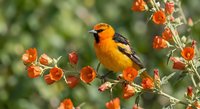 Vibrant orange and black songbird perched on flowering branch with bright orange blossoms in natural garden setting for wildlife and nature photography.