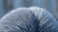 Extreme close-up of soft gray fur texture with fine hair strands in sharp detail, suitable for backgrounds, wildlife content, and nature design projects.