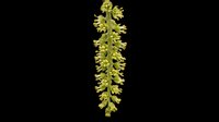 Birch catkin isolated on transparent background, ready for clipart, t-shirt design, stickers, print-on-demand products, and sublimation projects.