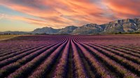 Purple lavender field rows stretching toward dramatic mountain range under vibrant sunset sky with orange and pink clouds creating scenic agricultural landscape.