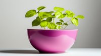 Fresh green basil plant growing in modern pink ceramic bowl against neutral gray background, minimalist home gardening and indoor herbs concept.