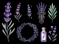 Lavender flowers and botanical elements isolated on transparent background, ready for t-shirt design, clipart, stickers, sublimation and print-on-demand projects.