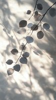 Delicate branch with round leaves casting soft shadows on neutral wall, creating minimalist botanical silhouette for modern interior design.