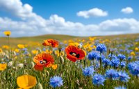 Vibrant wildflower meadow with red poppies and blue cornflowers blooming under fluffy white clouds and summer sky, natural landscape with yellow buttercups in green grass.