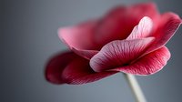Close-up of delicate pink poppy flower with soft petals and visible texture against blurred gray background for botanical and nature photography projects.