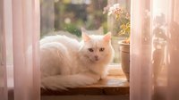 White fluffy cat sitting on windowsill between sheer pink curtains, looking at camera with golden eyes, warm sunlight streaming through window, cozy home interior setting.