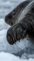 Close-up of seal paw with claws resting on ice floe in arctic waters, showcasing marine mammal wildlife and polar habitat for nature and conservation content.