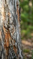 Weathered tree trunk with peeling bark and natural wood grain patterns in forest setting for organic design projects.