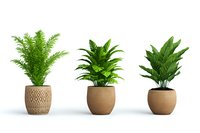 Three tropical houseplants in decorative clay pots with geometric patterns arranged in row on white background, isolated design element for home decor and interior styling.