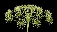 Dill flower umbel isolated on transparent background, ready for t-shirt design, stickers, clipart, print on demand, and sublimation projects.