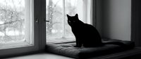 Black cat sitting on windowsill looking outside during winter, monochrome artistic composition for home decor and pet-related design projects.