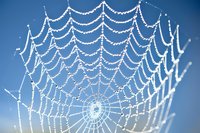 Morning dew drops glistening on delicate spider web against blue sky background, creating natural pattern of water beads on silk threads.