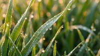 Fresh green grass blades covered with morning dew drops in soft sunlight creating natural bokeh background for spring and summer concepts.