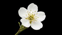 White spring blossom with delicate petals and yellow stamens, isolated on transparent background, ready for stickers, t-shirt design, and print on demand use.