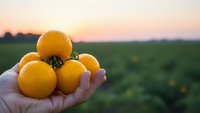 Fresh yellow tomatoes held in cupped hands at sunset over agricultural field. Organic farming harvest concept for healthy eating and sustainable agriculture.